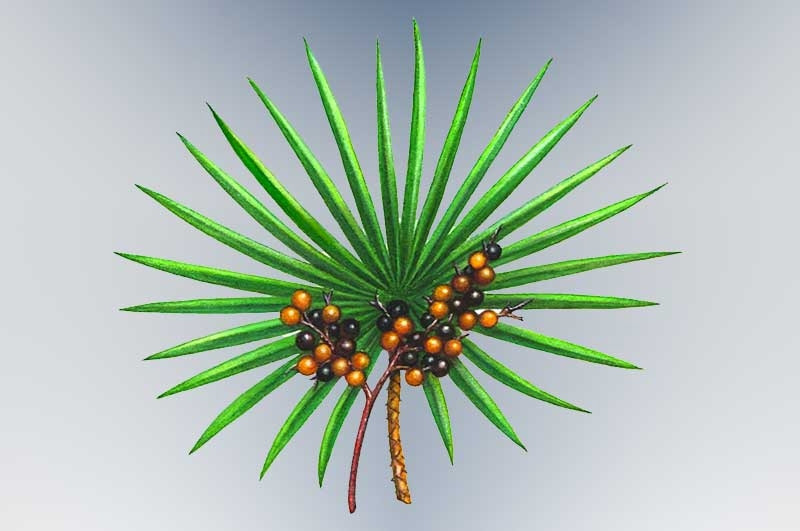 Saw Palmetto for hair loss