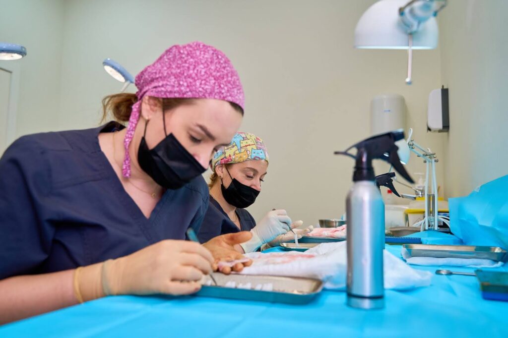 Two medical professionals preparing hair follicles for transplant procedure