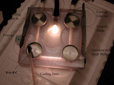 Hair grafts cooling device