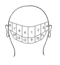 the_scalp The location of the 14 regions on the scalp with 8 major regions