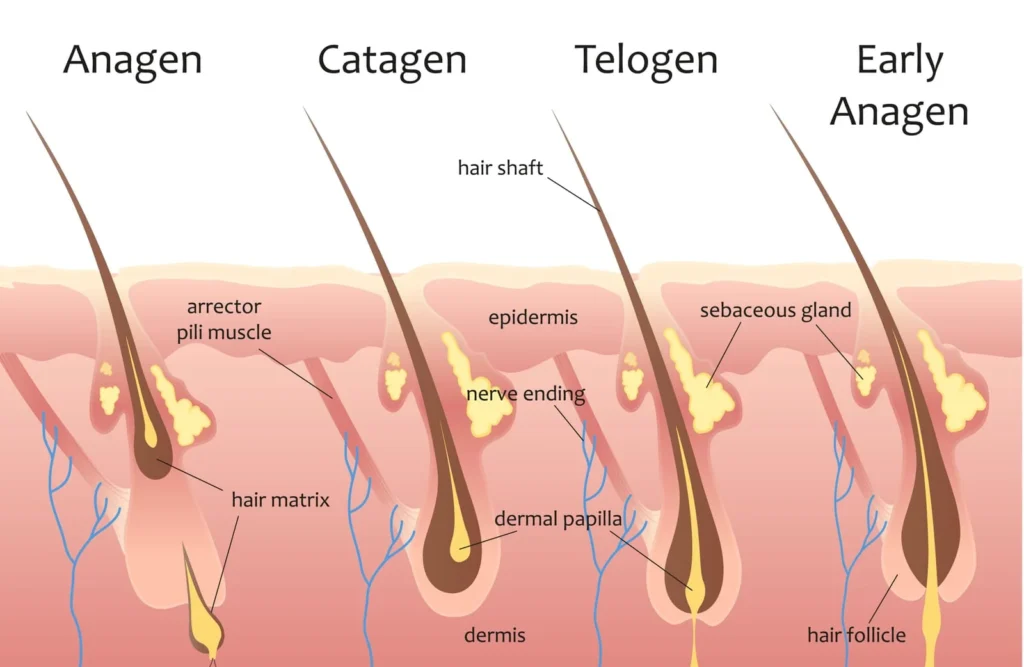 hair growth cycle