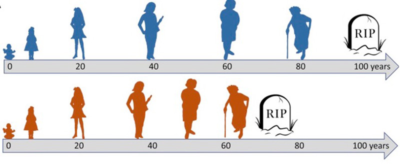 Aging life span